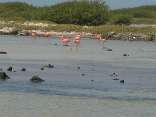 921.Flamingo.JPG