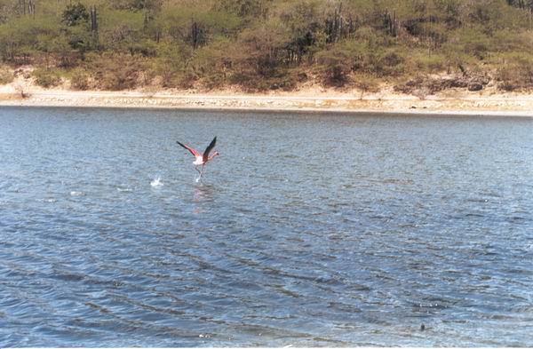 923.flamingo18.jpg
