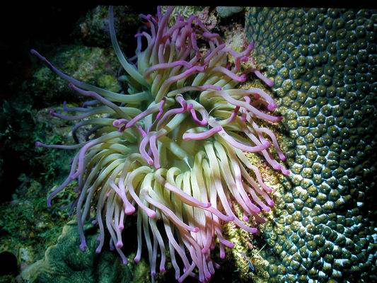 Anemone10.JPG