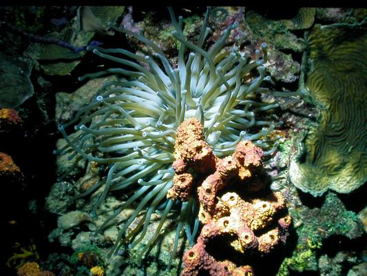 Anemone18.JPG