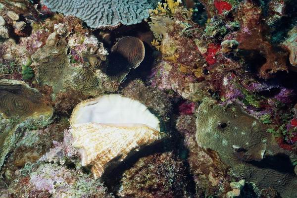 Conch1.JPG