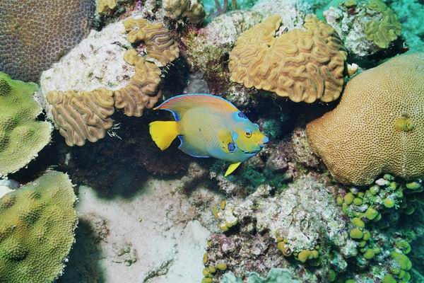 Kaiserfisch21.JPG