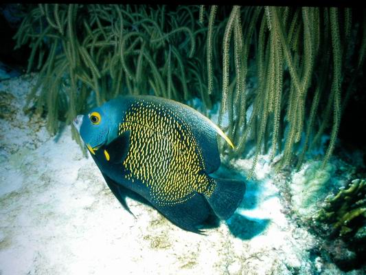 Kaiserfisch3.JPG