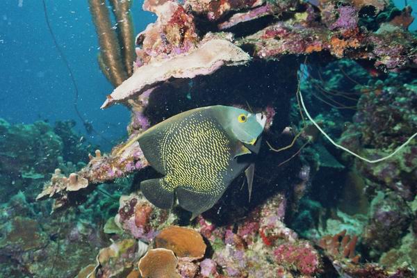 Kaiserfisch30.JPG