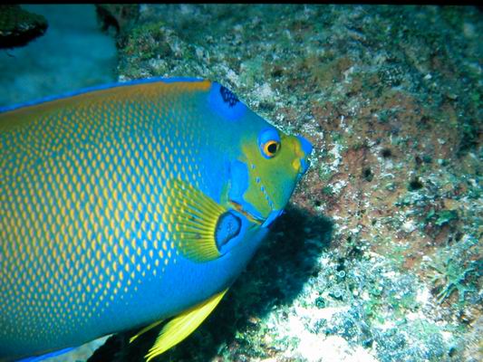 Kaiserfisch5.JPG