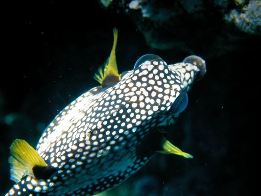 Kofferfisch2.JPG