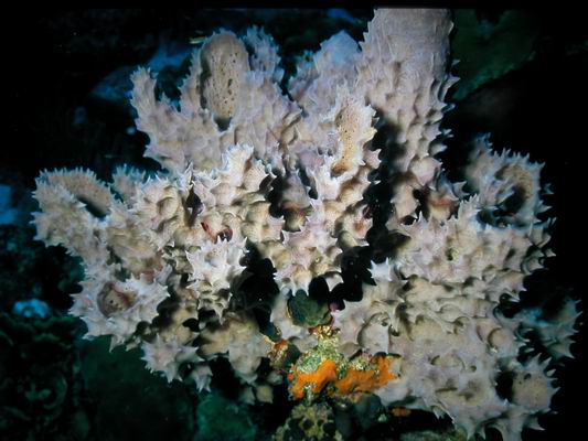 Vasenschwamm.JPG