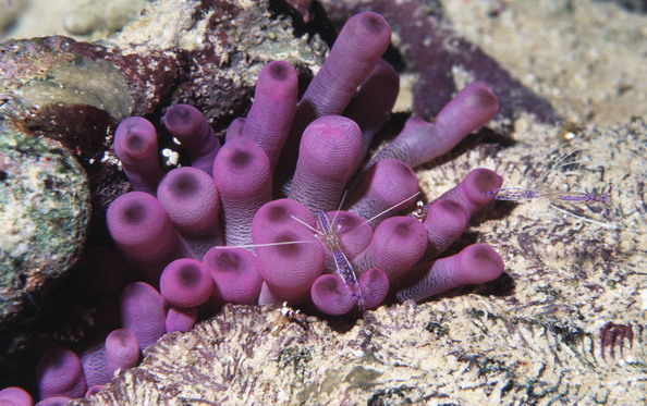 anemone3.jpg