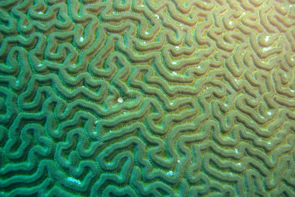 Koralle1.JPG